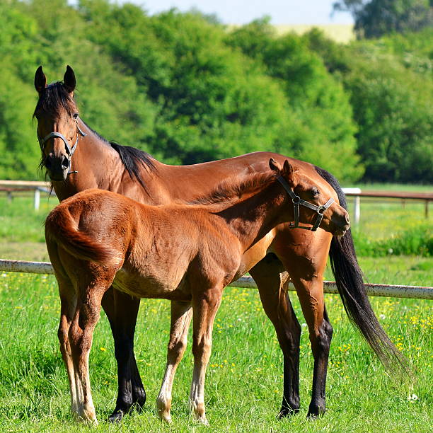 istock close to mother 114442153