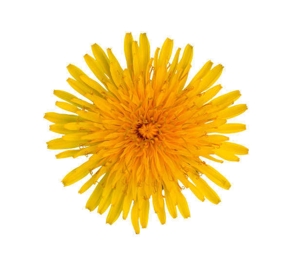 istock Blooming yellow dandelion on a white background. 1144422129