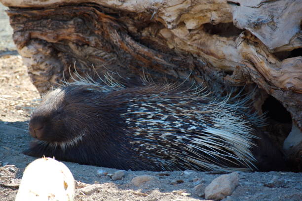 istock Indian porcupine 1144423583