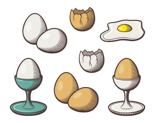 Vector illustration of Stylized hand drawn illustration of eggs
