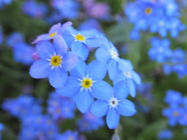 istock Pretty & Bright closeup Light Blue Forget Me Not Flowers in Spring 2019 1144424711