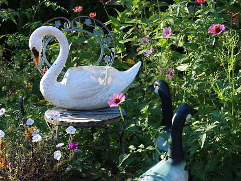 Old garden planters  swan and penguins in wild flower patch