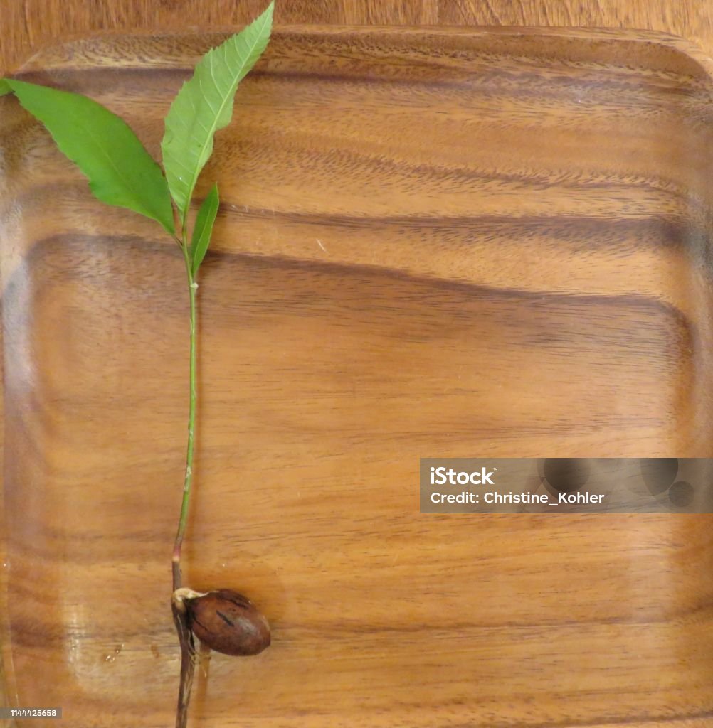 pecan sapling showing pecan seed, roots, stem, leaves Leaf Stock Photo