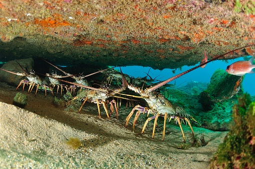 A close up of Lobsters under a rock