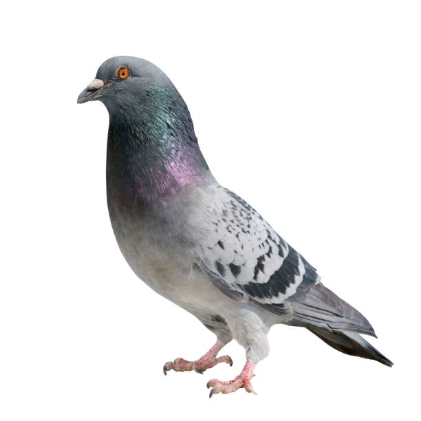 istock High quality Wild pigeon isolated on white background 1144426010