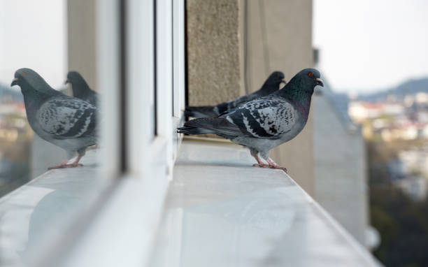 istock Two Pigeon birds standing on windowsill looking at the city 1144426078