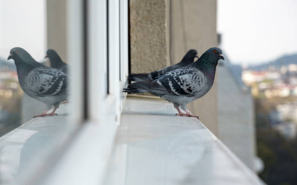 dwa gołębie ptaki stojące na parapecie patrząc na miasto - bird animal standing nature zdjęcia i obrazy z banku zdjęć