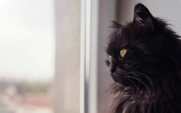 Black Persian cat looking through window