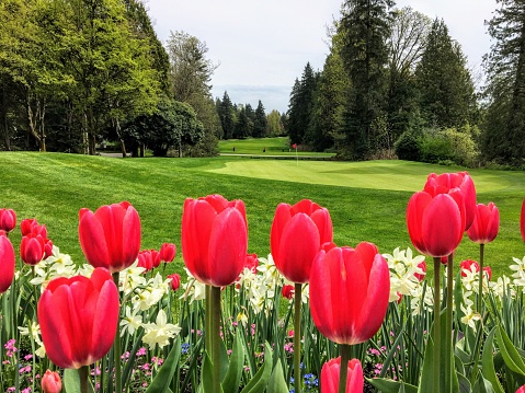 Una hermosa vista de un campo de golf con un verde rodeado de bosque perenne en el fondo, y un jardín de tulipanes rojos y narcisos en el primer plano.  Perfectamente cuidados. photo