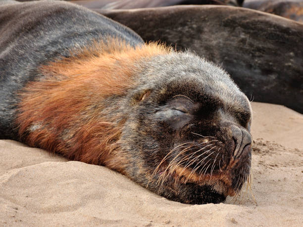 South American Sea Lion