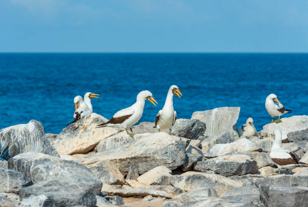 tette di nazca sull'isola di espanola, galapagos, ecuador - galapagos islands bird booby ecuador foto e immagini stock