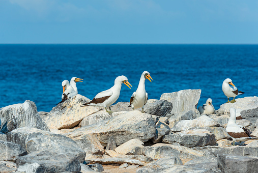 A group of adult Nazca Boobies (Sula Granti) with one chick on a cliff of Espanola Island, Galapagos national park, Ecuador.