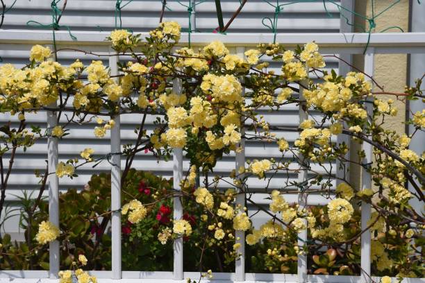 istock Banksia rose blossoms 1144428110