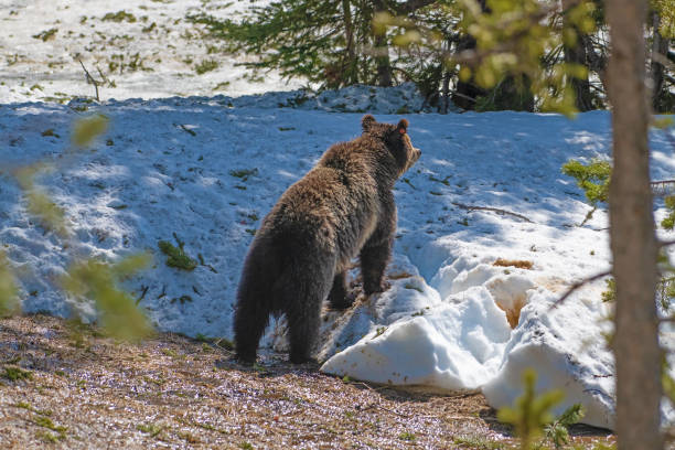 istock Grizzly bear cub walking and playing in the snow 1144428241