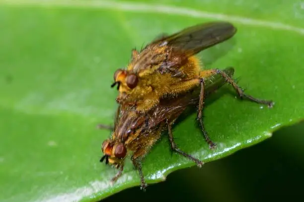 Scatophaga stercoraria