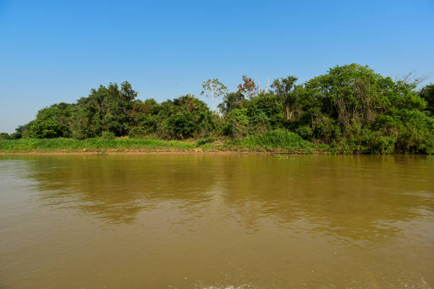 istock landscape of river and jungle 1144428318