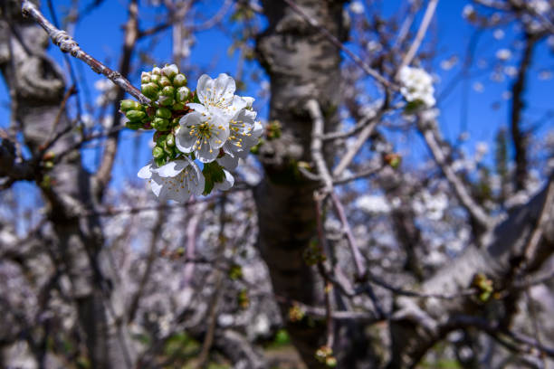 Close-up of cherry blossoms on orchard trees.Taken in Gilroy California, USA