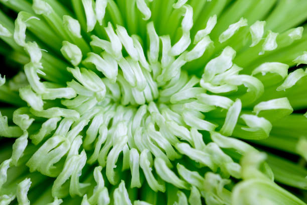 Macroshot of lime green dahlia flower Spider Chrysanthemum