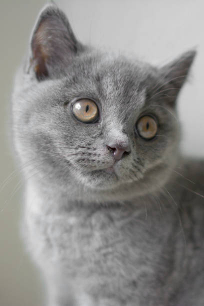 istock Portrait of a gray kitten. 1144429767