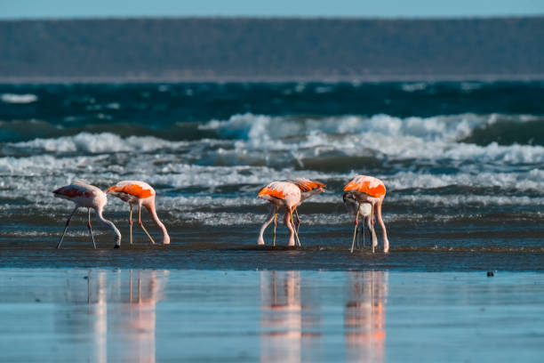 istock Chilean flamingo 1144429778