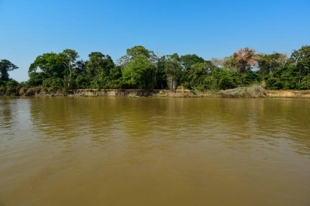 istock landscape of river and jungle 1144430488