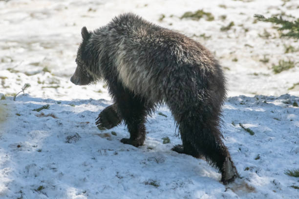istock Grizzly bear cub walking and playing in the snow 1144430701