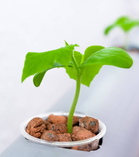 istock Vegetables hydroponics farm. Hydroponics method of growing plants. 1144431319