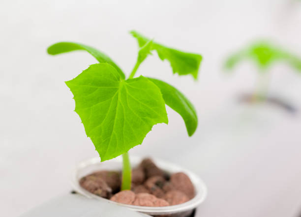 Vegetables hydroponics farm. Hydroponics method of growing plants stock photo