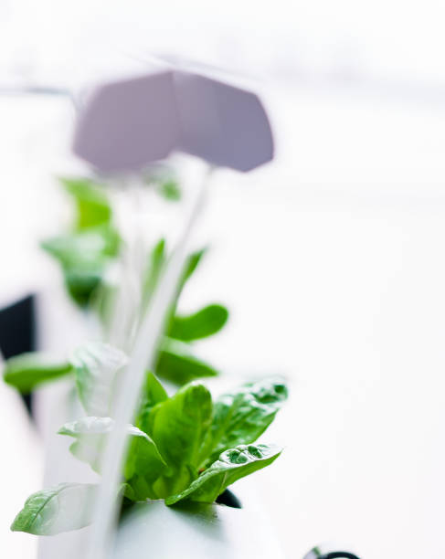 istock Hydroponics method of growing plants.Vegetables hydroponics farm 1144433198