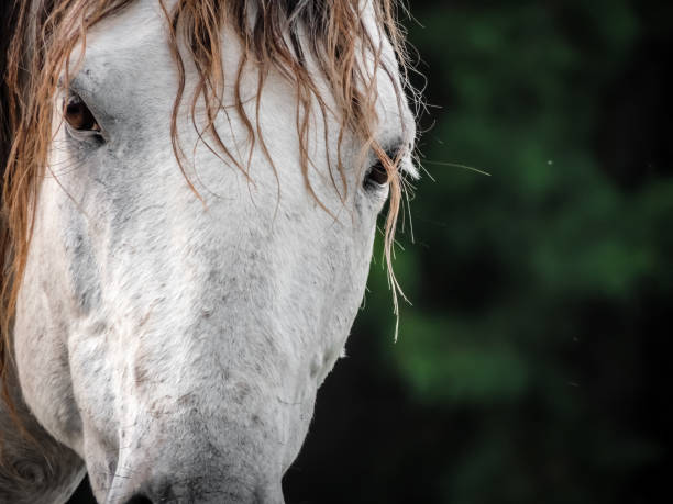 istock Old White Horse in the Woods 1144433434