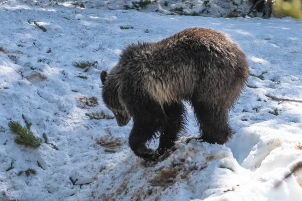 istock Grizzly bear cub walking and playing in the snow 1144434138