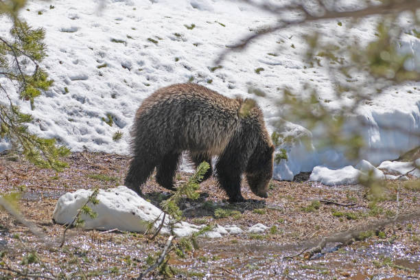 istock Grizzly bear cub walking and playing in the snow 1144435151