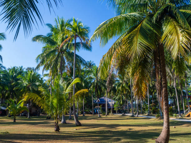 istock House deep in the palm grove 1144435208
