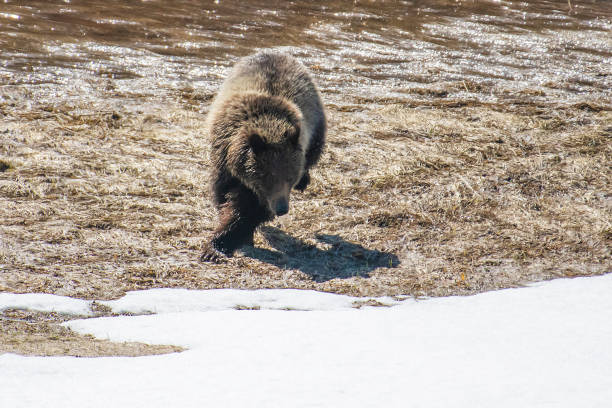 istock Grizzly bear cub walking and playing in the snow 1144435954