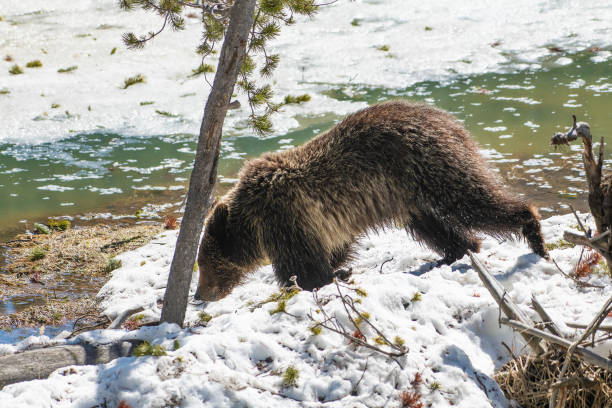 istock Grizzly bear cub walking and playing in the snow 1144437732