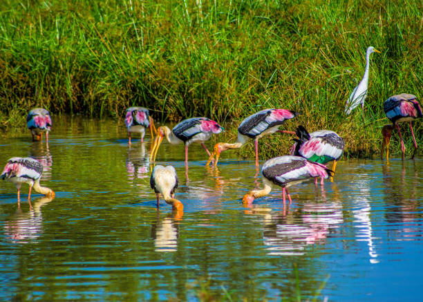 istock Flamingos sip from a lagoon, Sri Lanka, 1144438041
