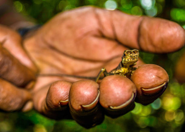 istock A small lizard is held by a asian man in the Sri Lankan Jungle. 1144438822