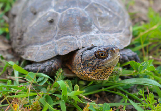 istock Juvenile Western Pond Turtle Walking in the Grass 1144438893