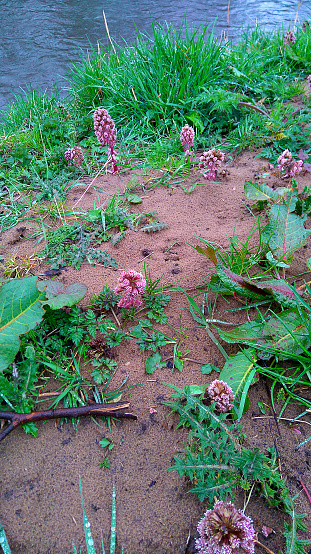 Padiham, Lancashire England April 18 2016 Growing on the banks of the River Calder in Lancashire, the peculiar flower spike of this plant, the Butterbur, comes out before the leaves.When the flower fade huge leaves grow and these gave the plant its name. Farmers wives used to use the leaves to wrap butter up in to take to market in the olden days