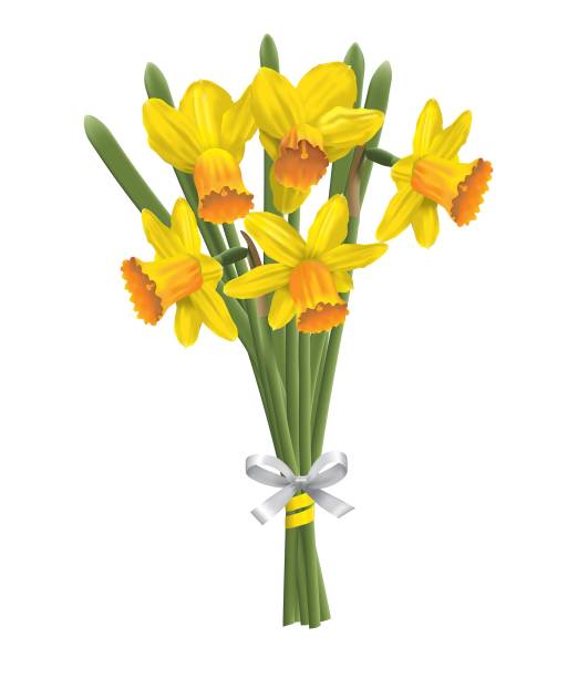 букет желтых нарциссов - daffodil stem yellow spring stock illustrations