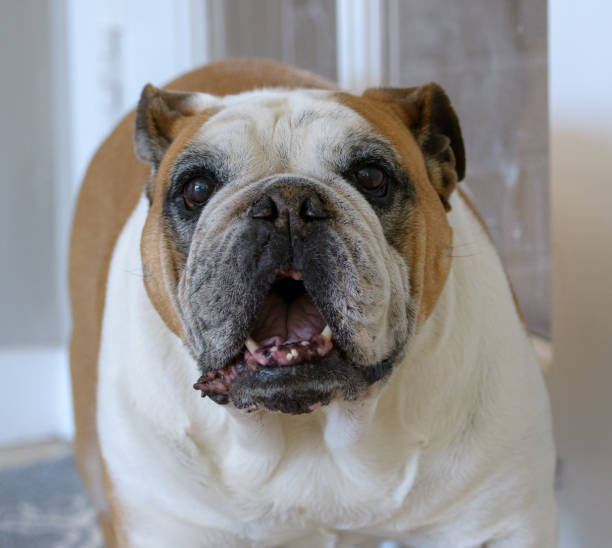 istock Bulldog smiling for the camera 1144441600