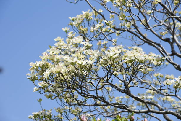 istock Flowering dogwood blossoms 1144441628