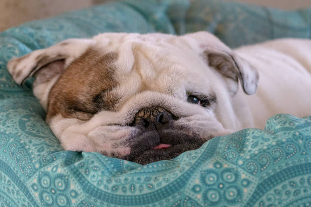 istock One eyed bulldog in his bed 1144441637