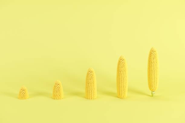 istock Slices of corn ear without leaves on pastel yellow background. Minimal fruit idea concept. 1144441679