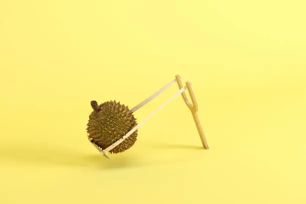 Photo of Whole durian in a slingshot on yellow background. Minimal fruit idea concept.