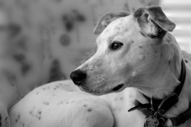 istock Profile of thoughtful dog in black and white 1144442620
