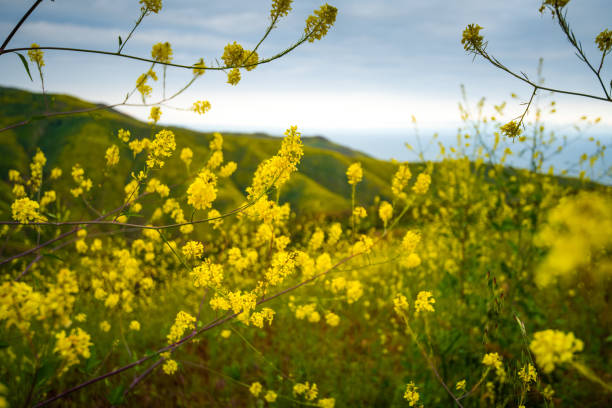 super bloom-flower fields in malibu canyon - horizon over water malibu california usa stock-fotos und bilder