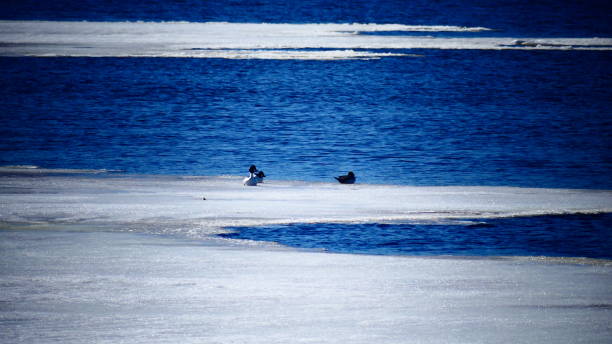 istock Golden eye common goldeneyes on ice 1144443319