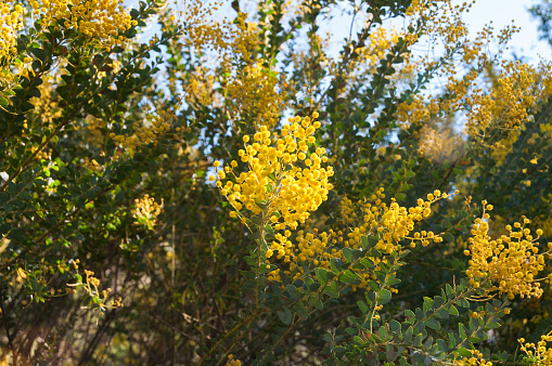 Close up of blooming golden wattle flower cluster. Floral nature background