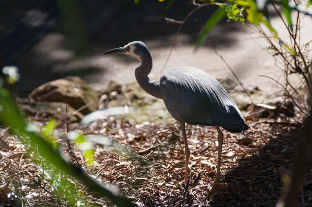 야생에서 흰색 직면 헤론 새 사냥 - freshwater bird animals in the wild feather animal leg 뉴스 사진 이미지